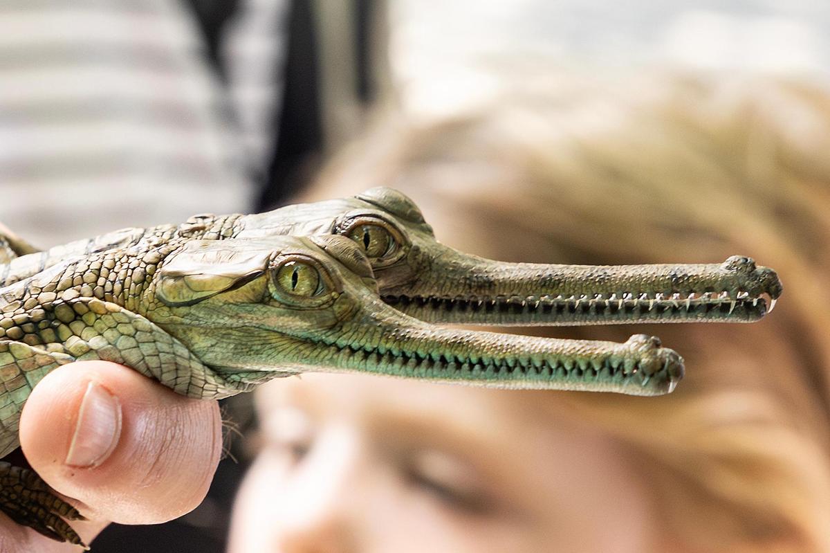 Two gharial hatchlings are revealed at the Fort Worth Zoo on Wednesday, July 9, 2025. This is the zoo’s third year in a row to successfully hatch gharial newborns, a critically endangered species.