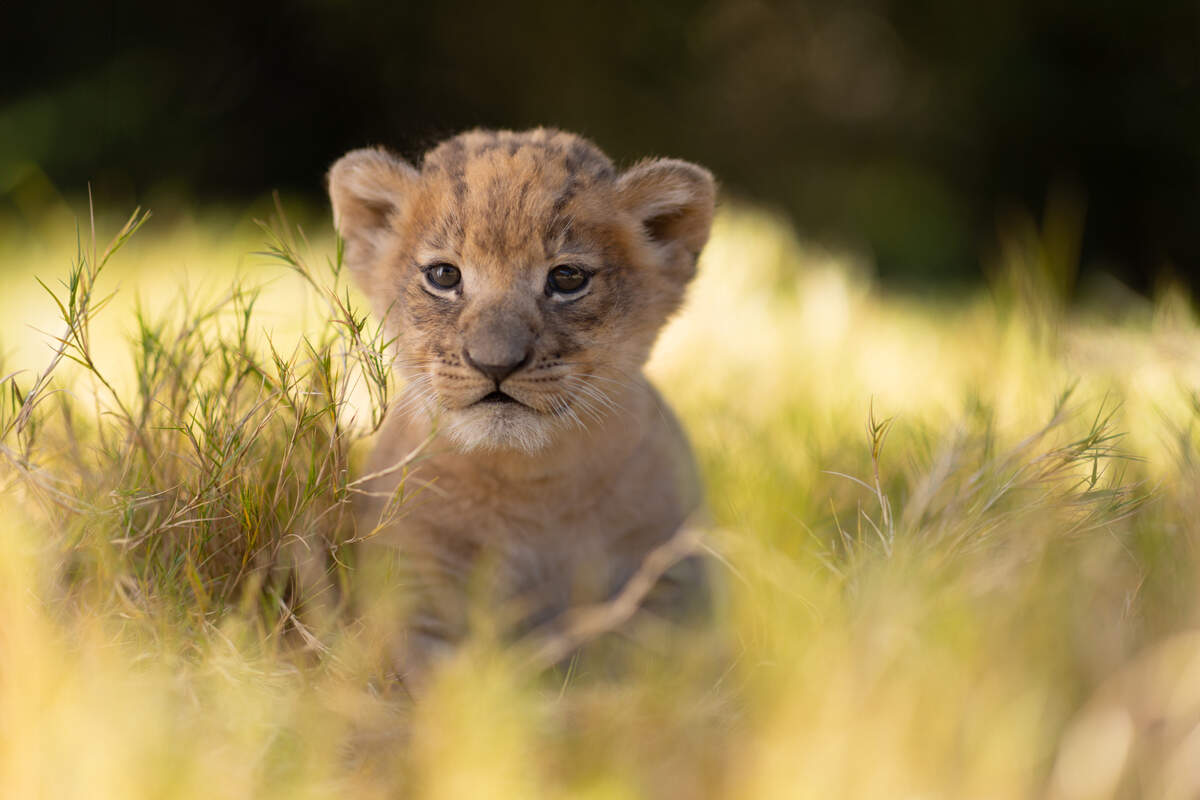 The Fort Worth Zoo announced Thursday that a male lion cub named Moja was born Oct. 20.