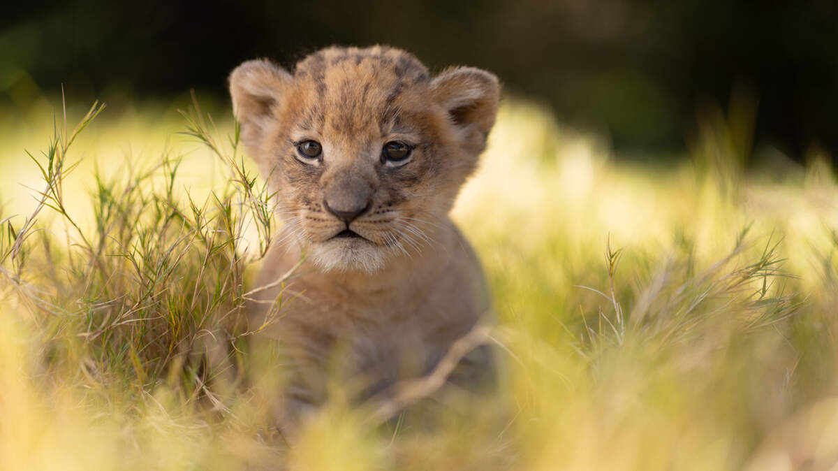 The Fort Worth Zoo announced Thursday that a male lion cub named Moja was born Oct. 20.