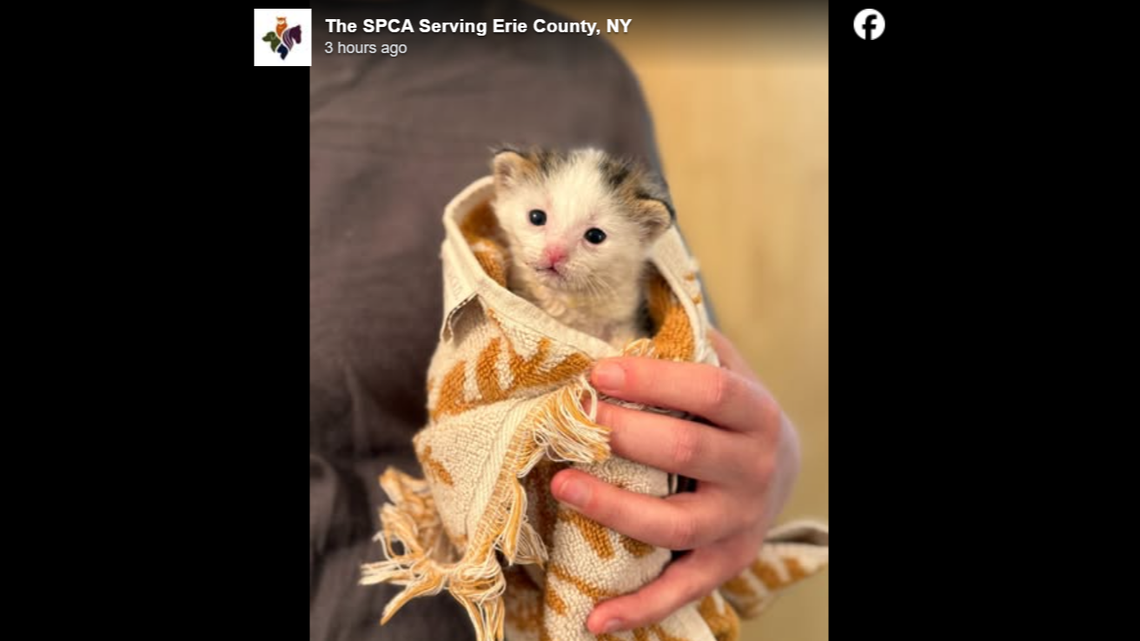 Teeny-tiny Janet wrapped up in a little towel.