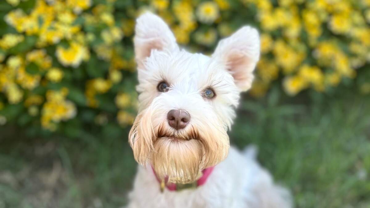 Meet Holly, the 7-month-old miniature Schaunzer who is voted as Fort Worth’s cutest dog.