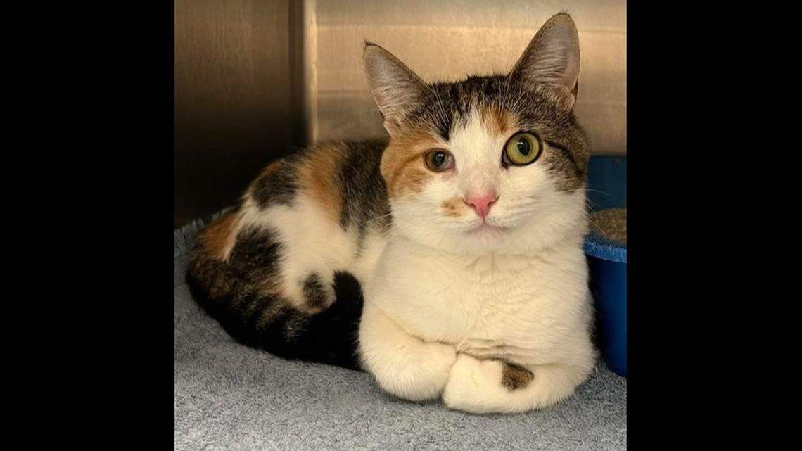 Espresso is not at all bothered by her eye and is a friendly gal.