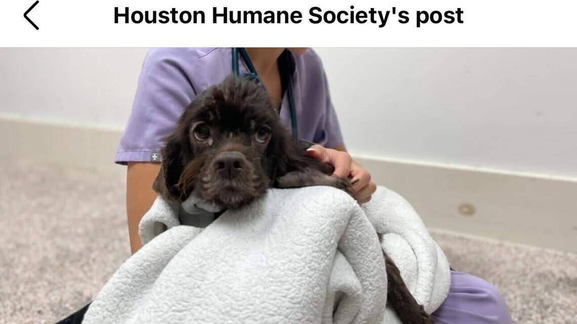 Sweet Brownie is slowly learning how to trust people.