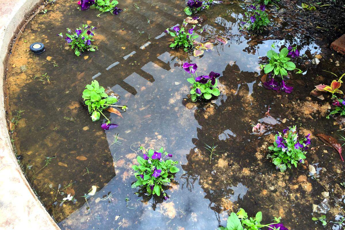 Worst drainage award: These poor pansies were doomed.