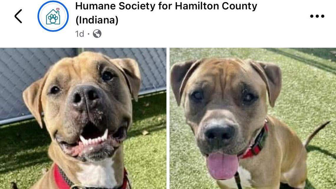 Jaxon has a sweet, lovable face