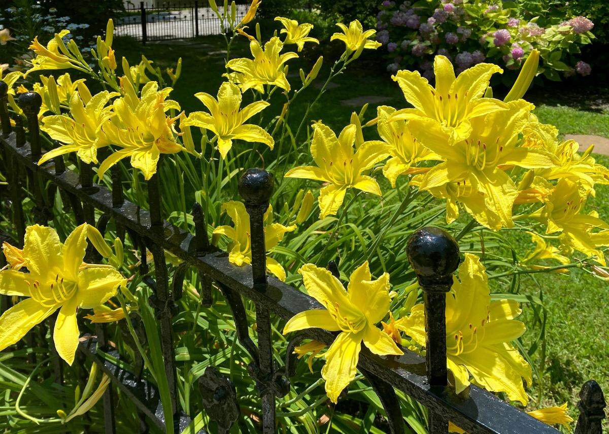 Daylilies are in bloom in early summer.