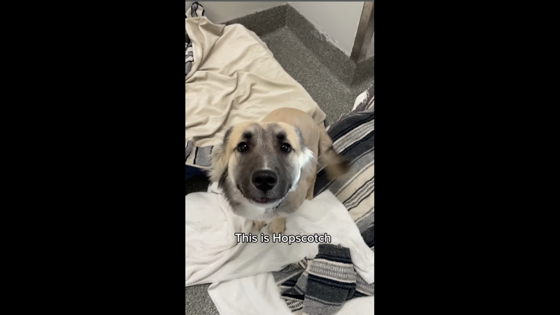 Hopscotch looking adorable after being rescued.