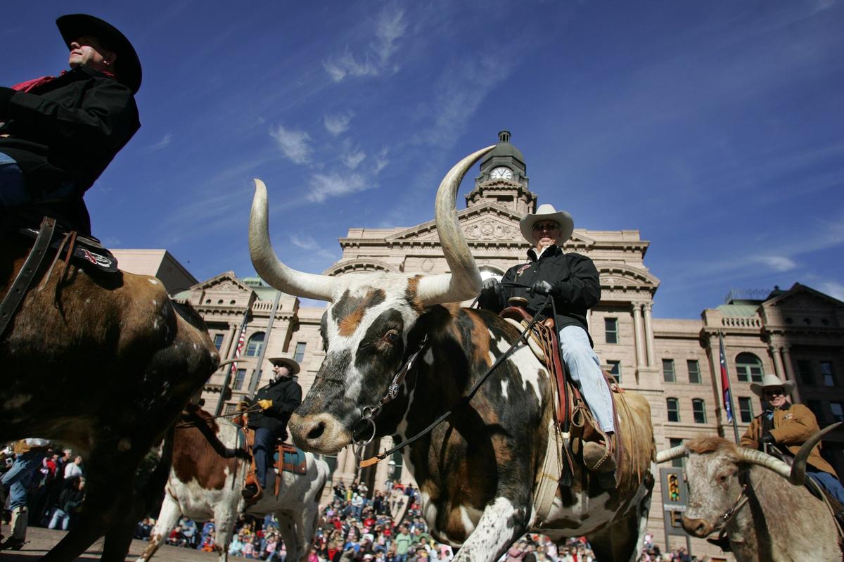 Jan. 14, 2006: Riders guide their longhorn cattle past the courthouse during the annual Fort Worth Stock Show and Rodeo parade in downtown