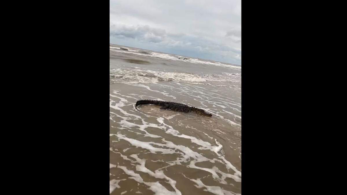 Brent Franklin spotted the 6 to 7-foot gator and posted to Facebook (Facebook video screen grab)