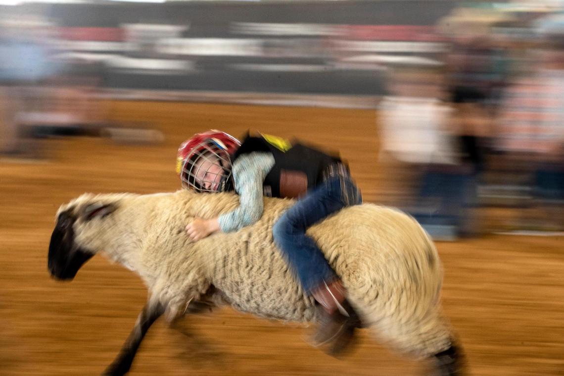 A young girl clings on to her sheep during a mutton busting event at the 377 Arena in Stephenville on Saturday, Sept. 16, 2022. This round timed the child’s ride to decide who qualified to compete in the Cowboy Capital Pro Rodeo the week after.