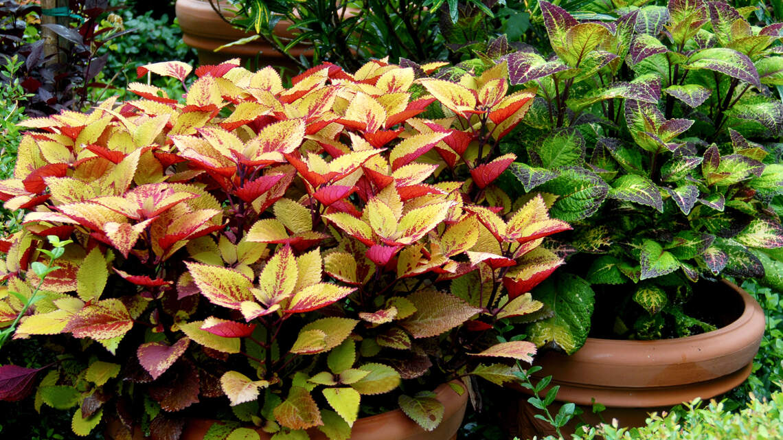 Here’s how to work with those tricky spots in your North Texas landscape