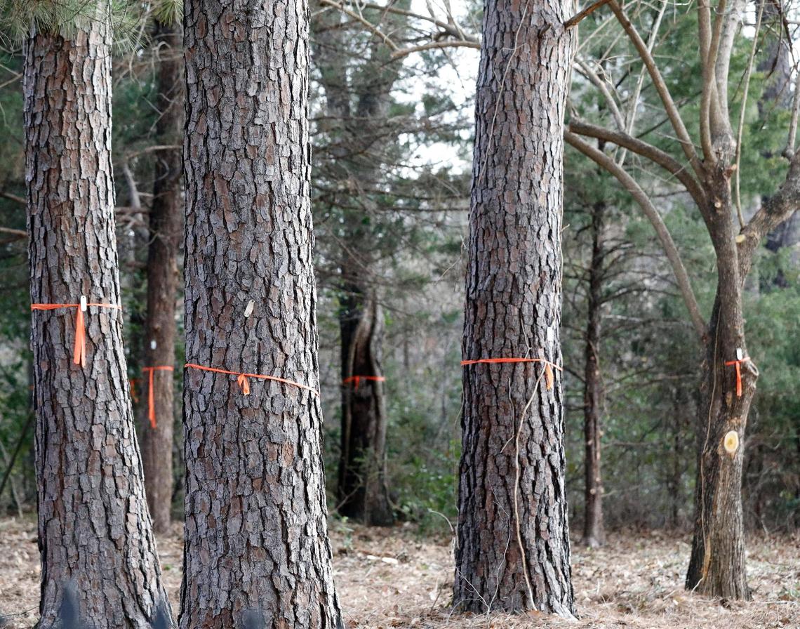 Large Pine trees stand marked to be saved or removed in a wooded area in Colleyville, Texas, Wednesday, Feb. 15, 2023. A developer wants to put 19 to 21 homes on the acreage. (Special to the Star-Telegram Bob Booth)