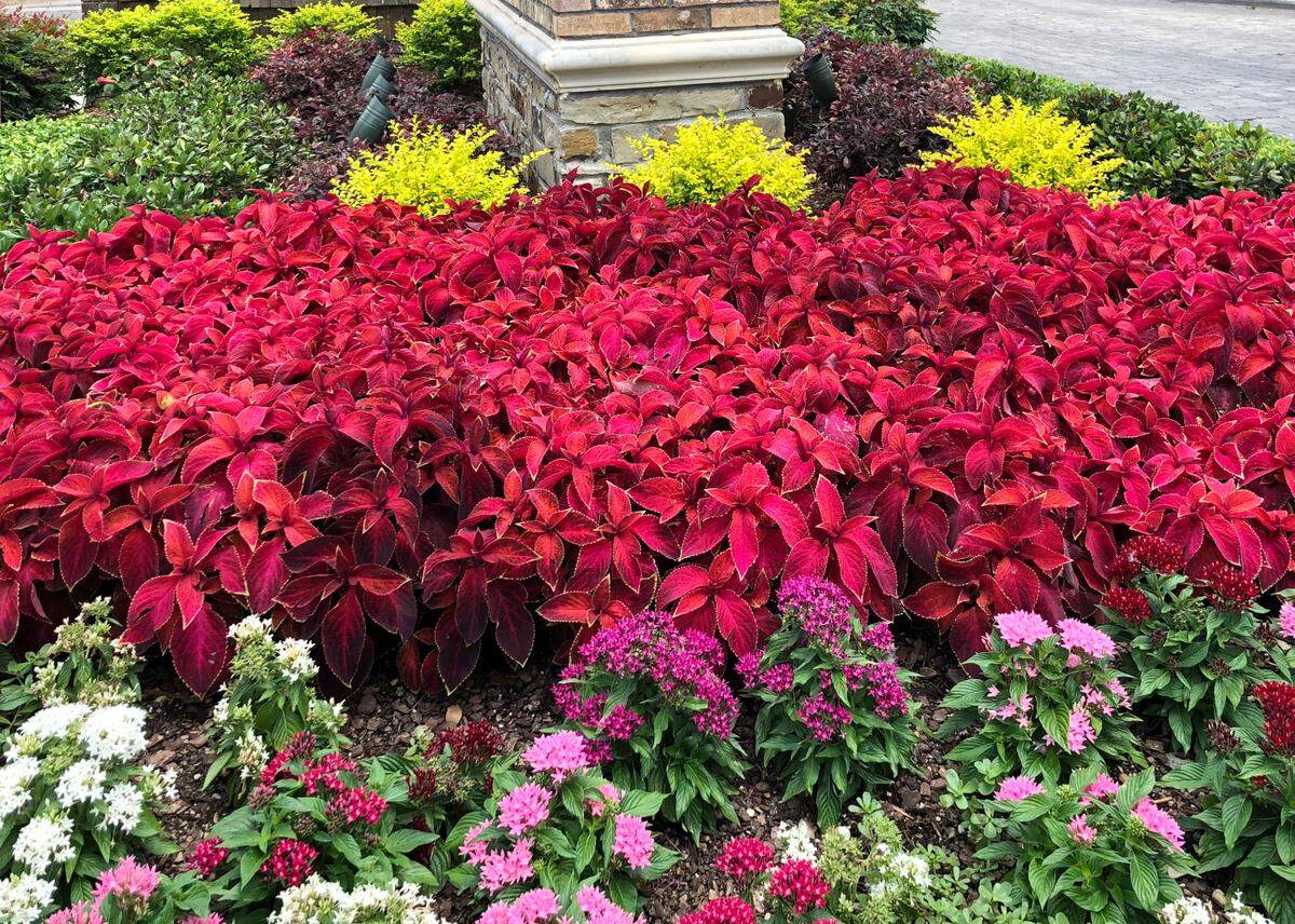 Have your nursery professional suggest color for your landscape.