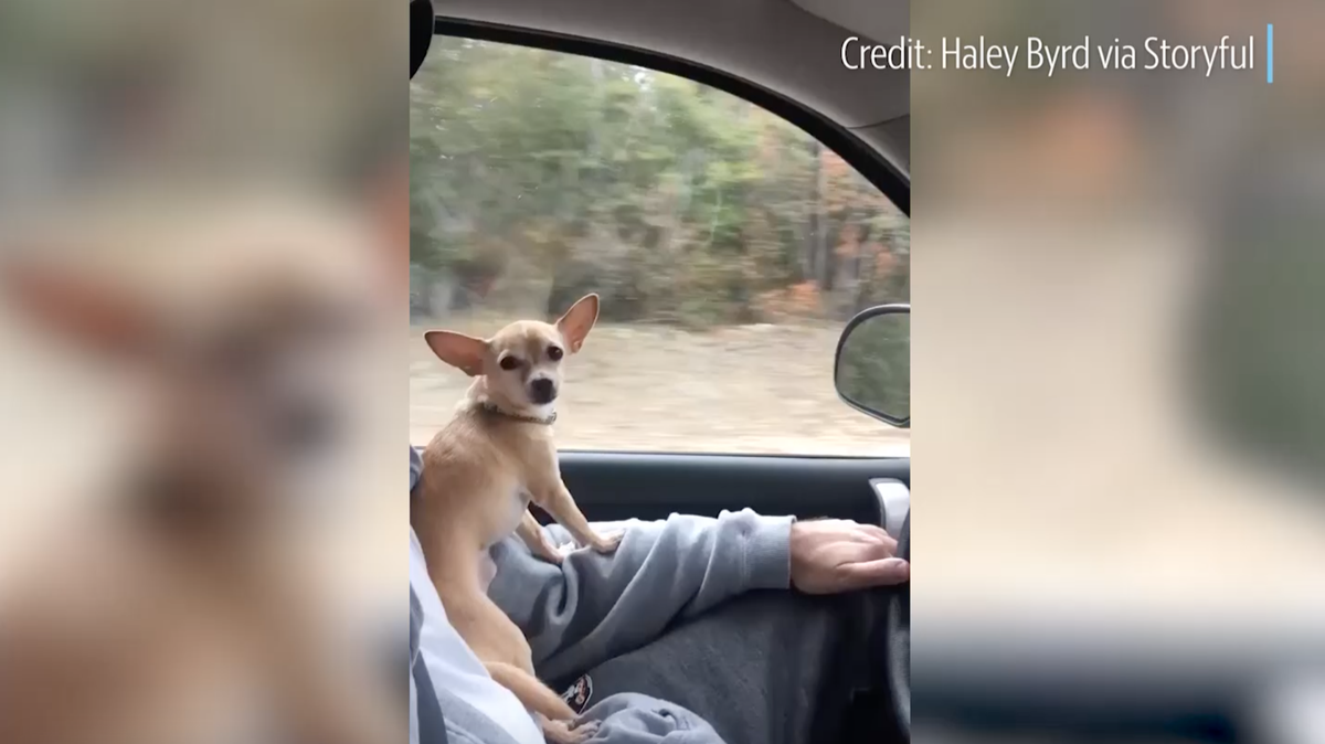 Washington-based reporter Hayle Byrd's dog, Skippy, loves to sing along to U2 during cross-country road trips with her father.