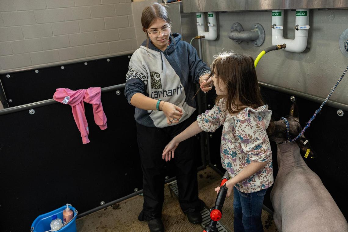 Rayleigh Whitt, 9, of Kaufman County 4H gets conditioner removed from her hair by her mentor, Chylee Moore of Crandall FFA, on Saturday, Jan. 25, after giving her show sheep Cali a shower the day prior to competing in the Fort Worth Stock Show & Rodeo.