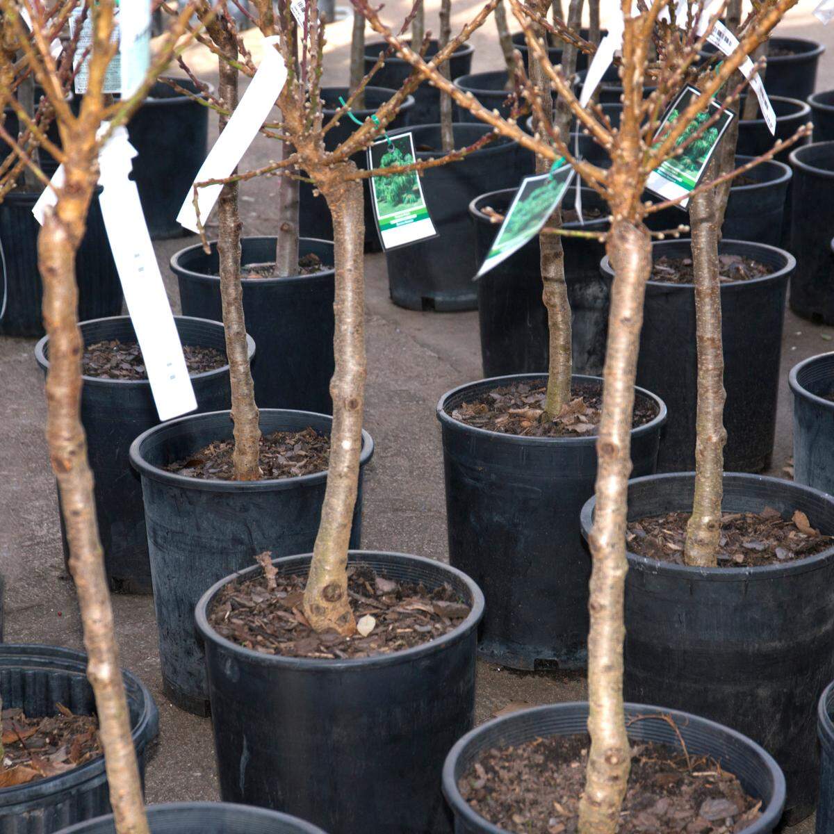 You can see how the central leaders need to come out of these trees so scafford branches can be developed.