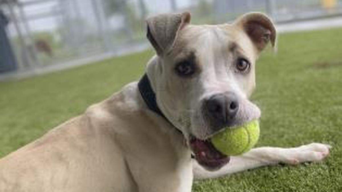 The Fort Worth Animal Shelter says Cream is a 1-year-old pit-mix who has never met a stranger and loves toys. Cream would do best in an active household with a playmate, the shelter said. She can be adopted at the North Animal Campus.
