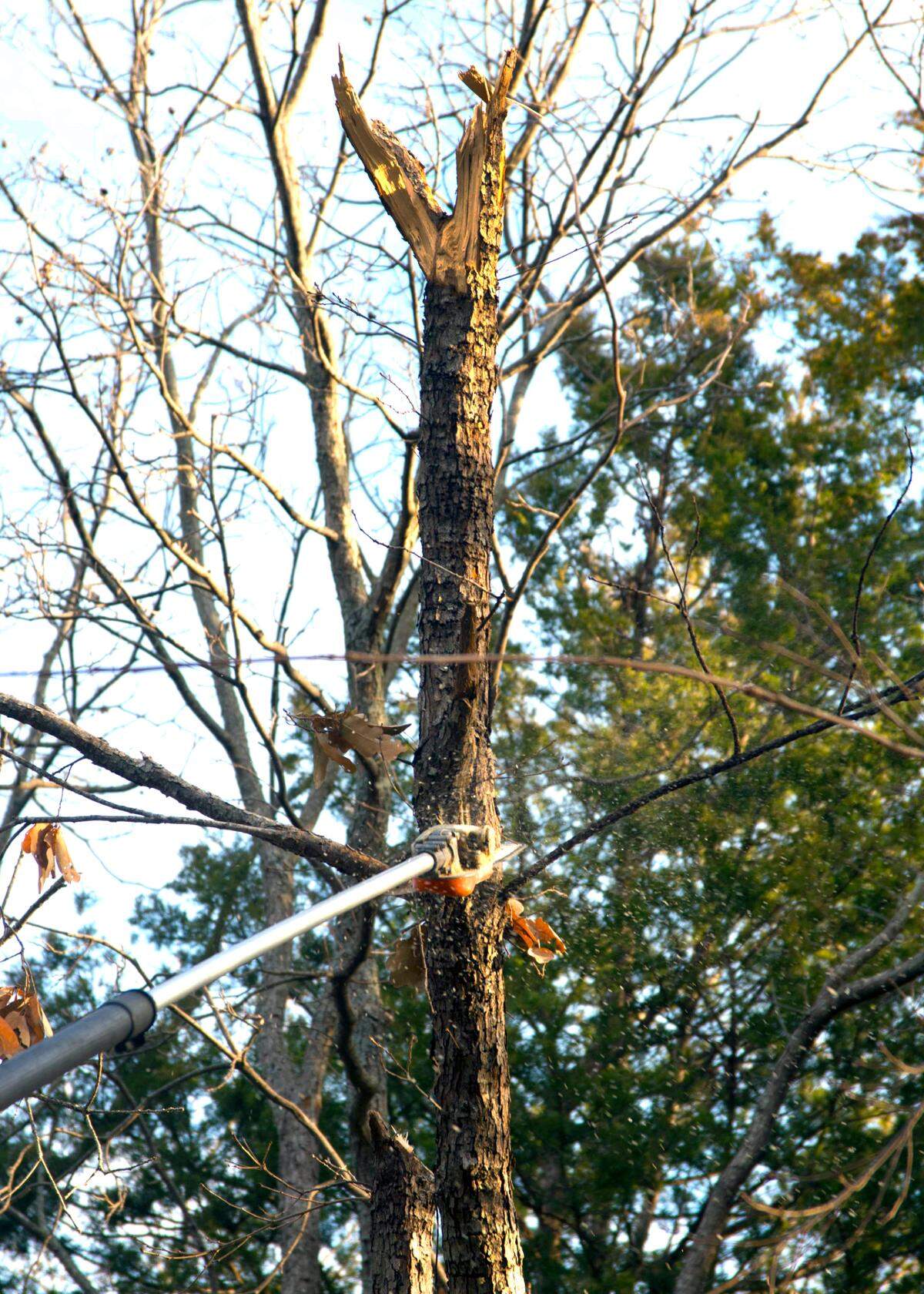 A certified arborist repairs storm damage to Lacey oak.