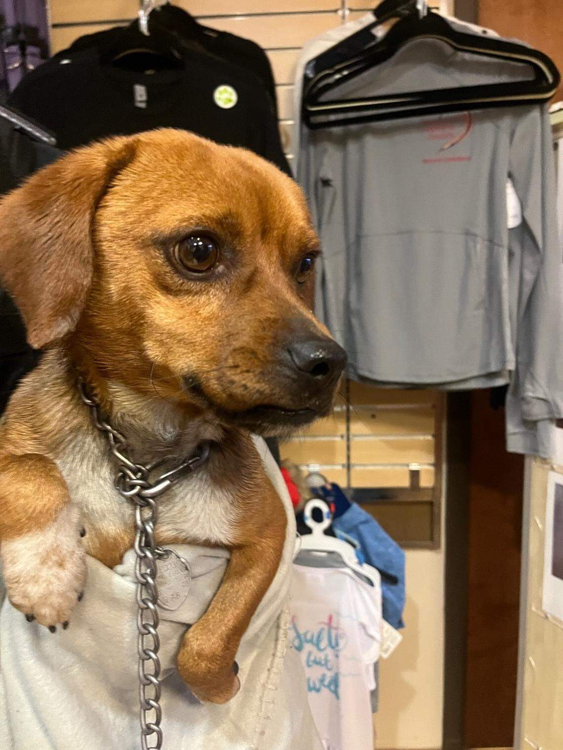 The chain on the pup after being rescued.