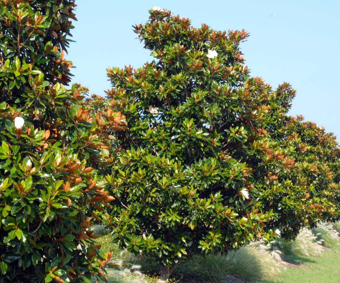 Little Gem magnolias.