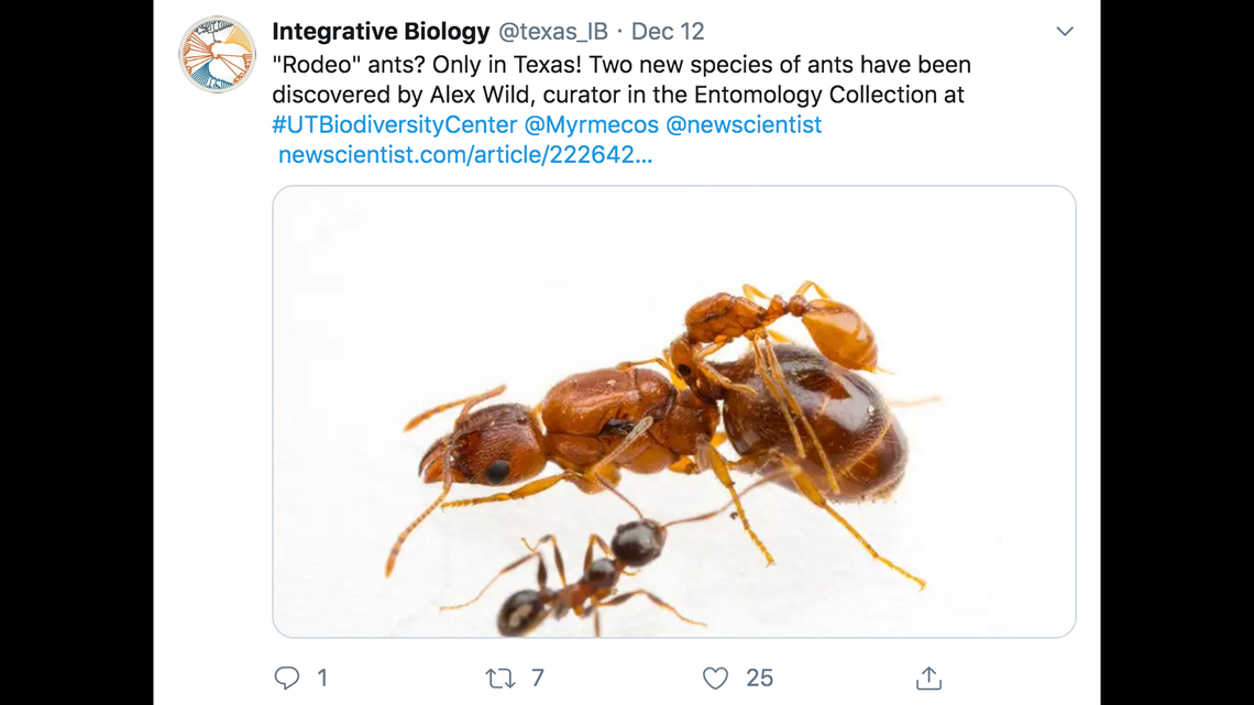 New “rodeo” ant discovered in Austin, Texas, researchers say | Fort ...