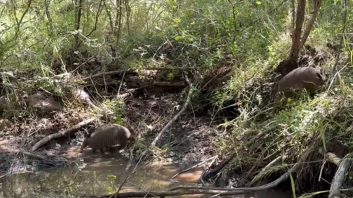 Identical quadruplet armadillos were spotted cooling off at a Texas state park, video shows. It’s a “rare sighting.” 