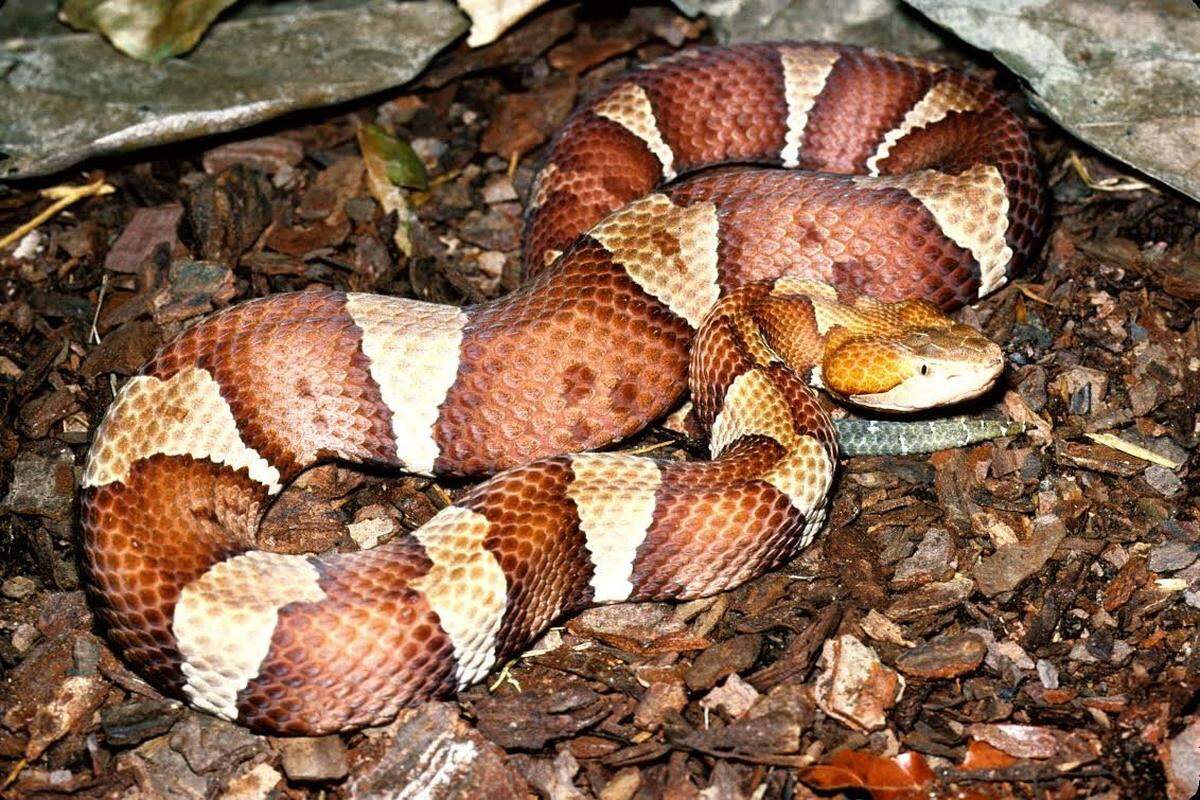 Here is a beautiful copperhead (Agkistrodon contortrix) from Texas.