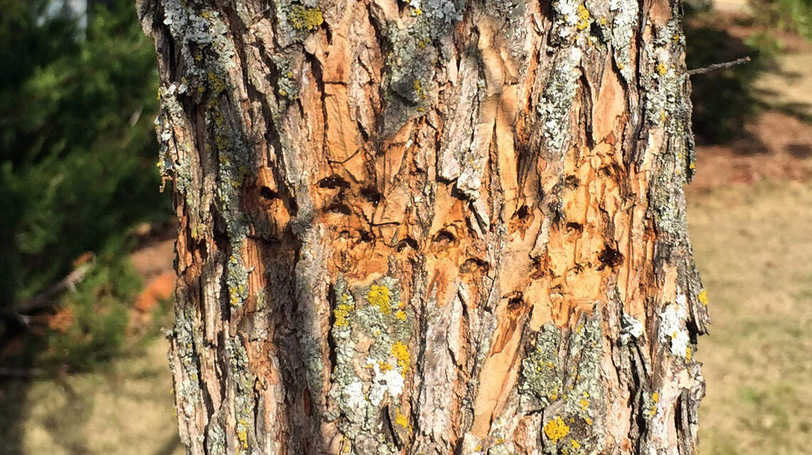 Want to produce pecans in Texas? Be sure to address these common issues
