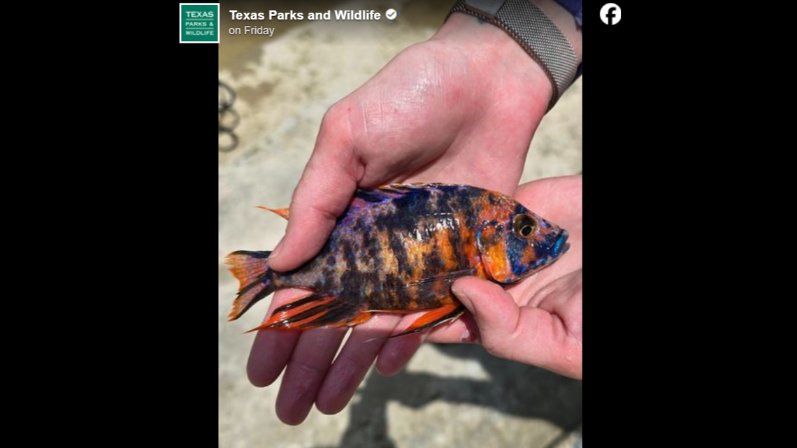 An exotic invasive fish, a hybrid peacock cichlid, was recently caught in Texas, wildlife officials said.