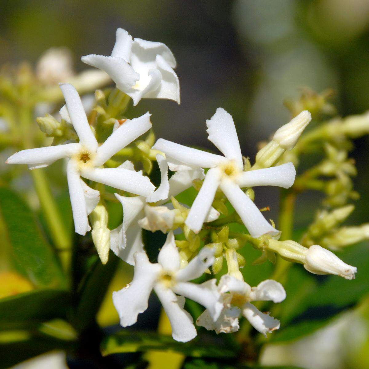 Confederate star jasmine are so fragrant. If only they wouldn’t freeze here.