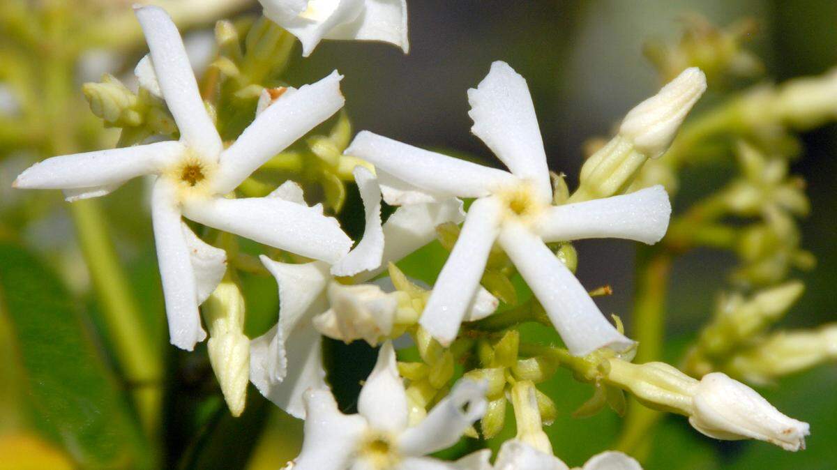 Confederate star jasmine are so fragrant. If only they wouldn’t freeze here.