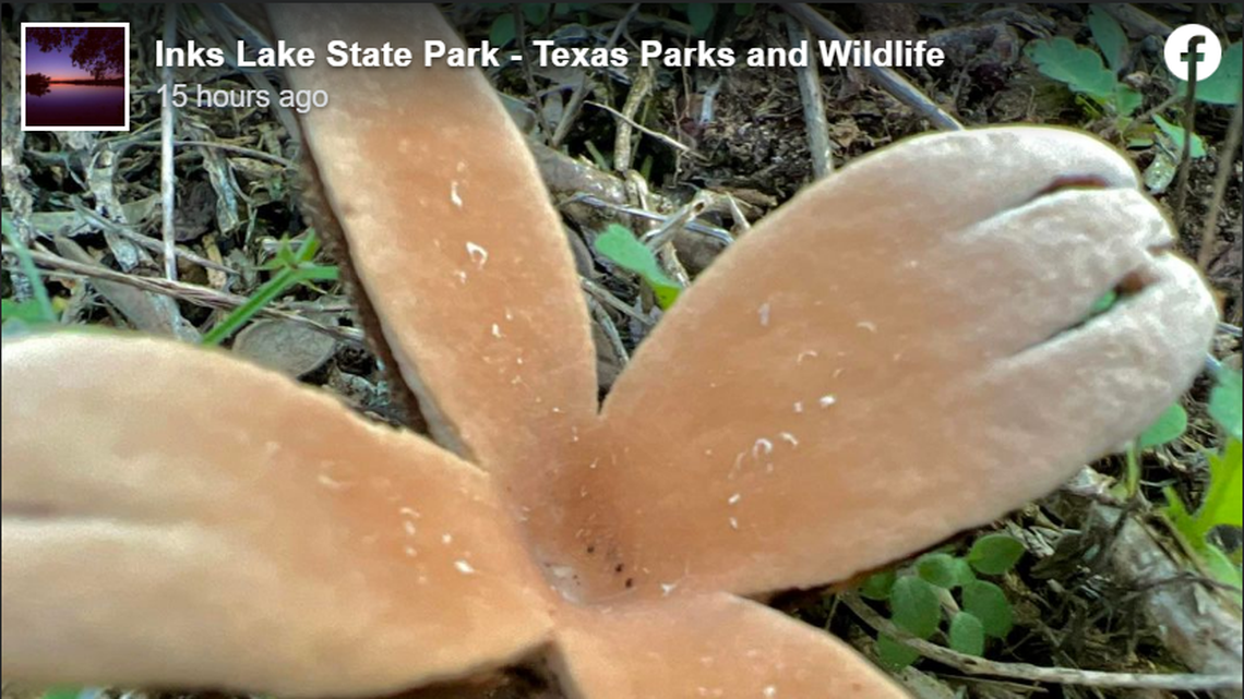 This Texas Star mushroom was spotted at Inks Lake State Park, officials said.