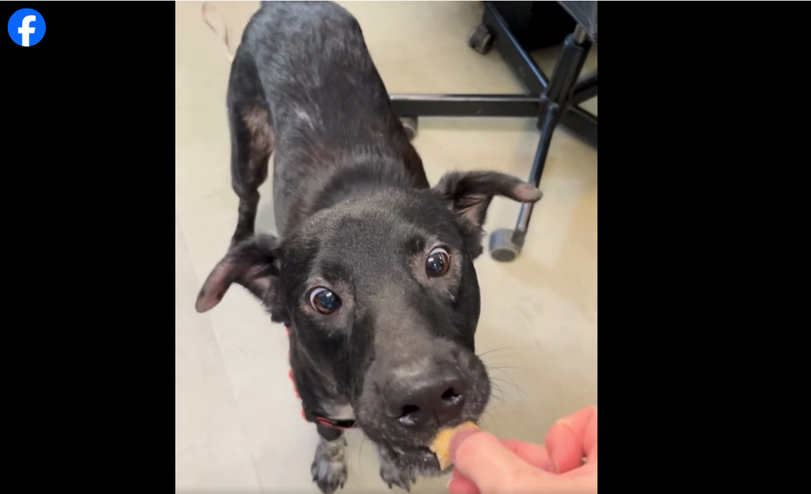 “Martin the Warrior” got much-needed help in Texas.