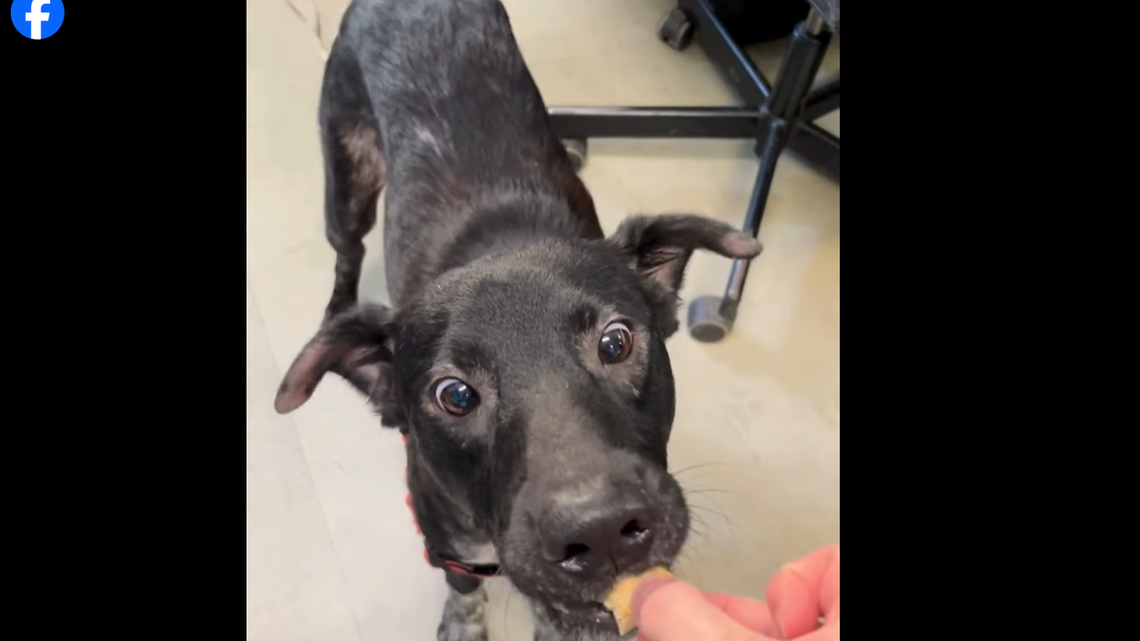 Martin gladly accepting a treat