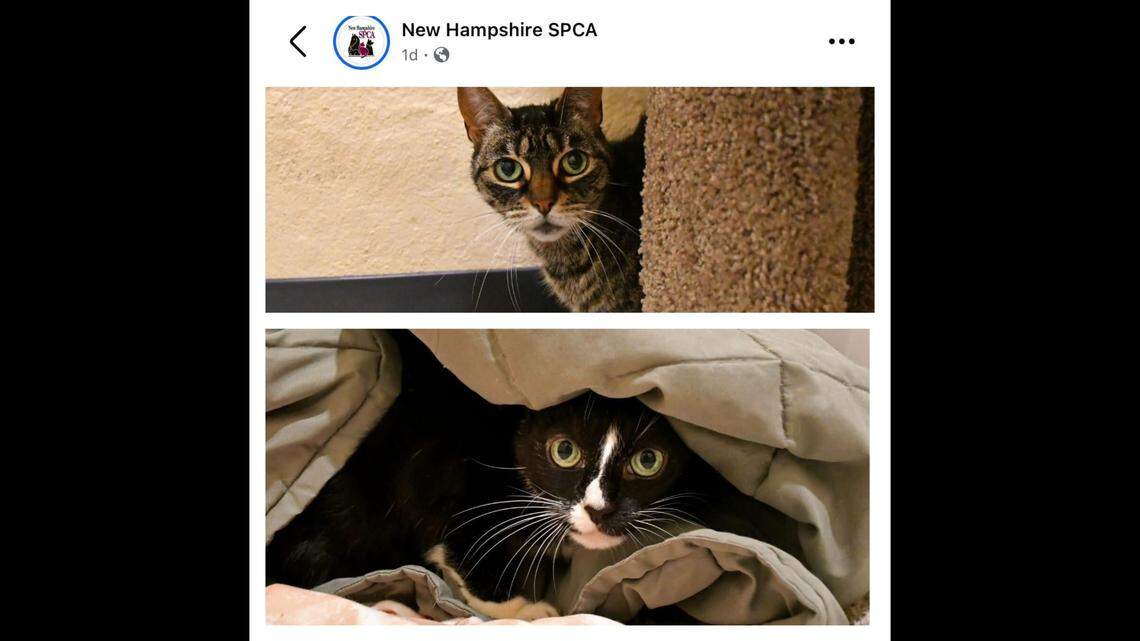 Tyger (top) and Jackie (bottom) are in need of more warmth and love in their lives.