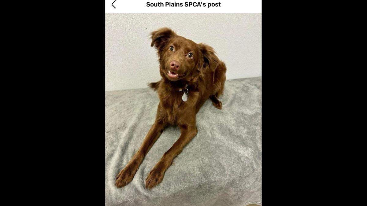 Kody is one adorable looking cutie.