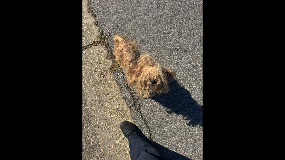 Officer spotted ‘small pile of fur’ in middle of NC street. Then it moved