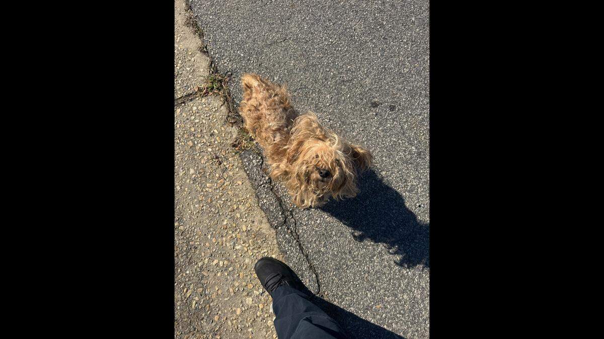 He’s no longer a small fluff ball of matted fur.