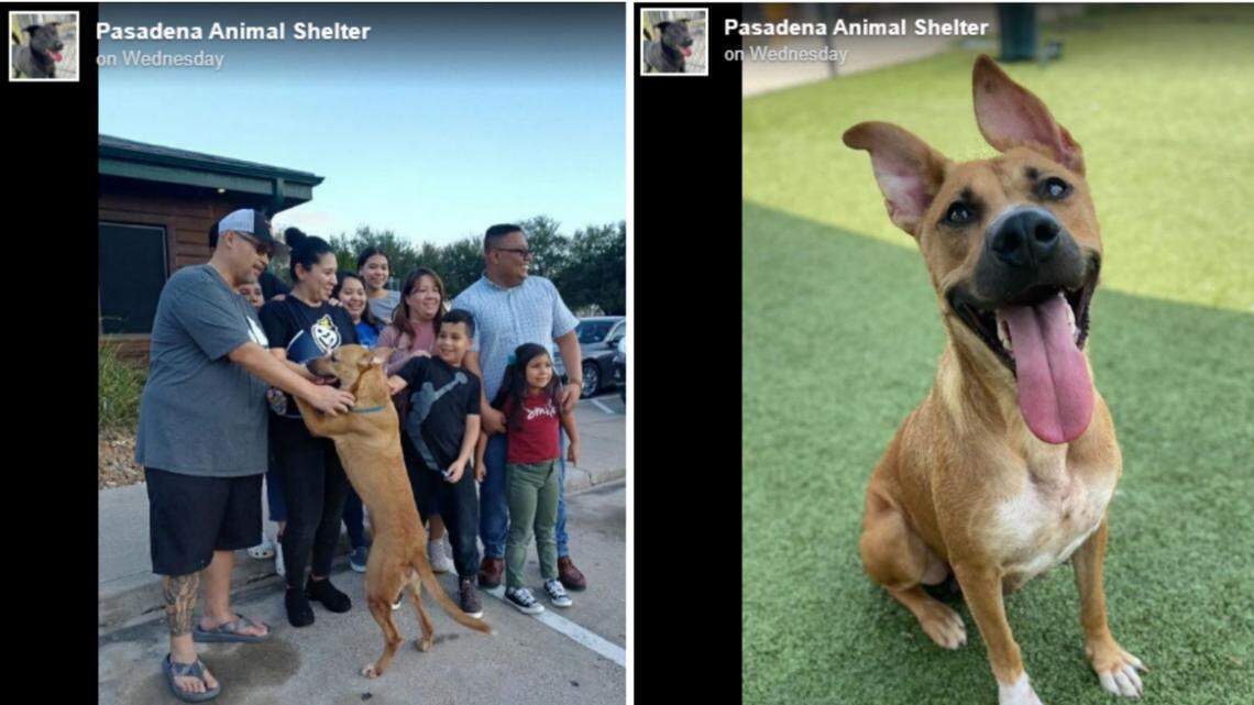 A dog named “Cookie” was reunited with her family after a pastor recognized her at a Texas Roadhouse adoption event, officials said.