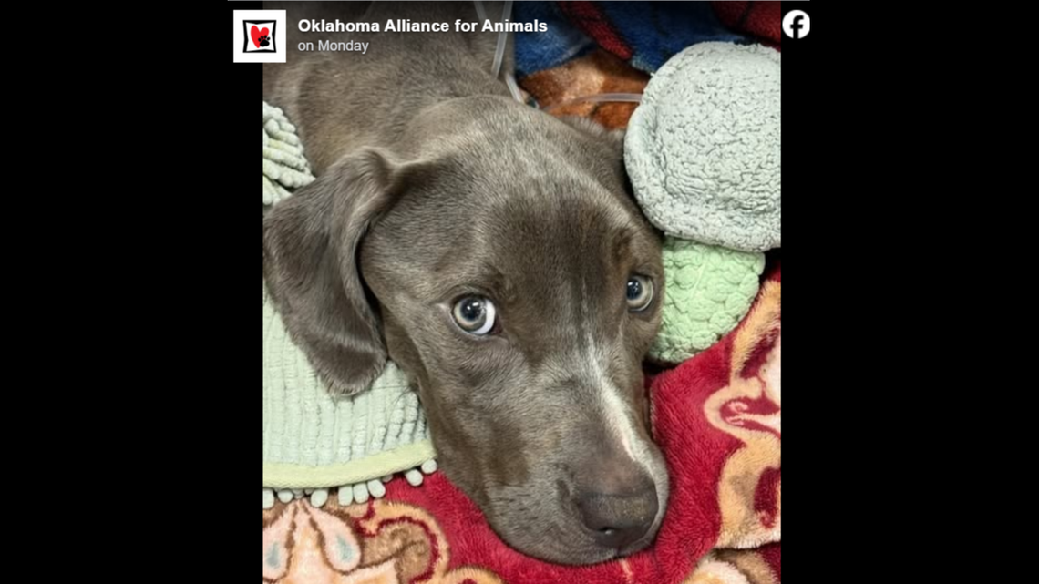 Sweet Fern’s face.