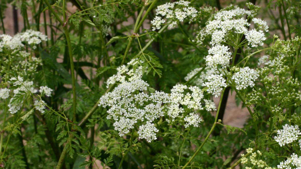 Poison hemlock, seen in this file photo, could be growing in your Wichita yard this summer. Here’s how to identify the invasive weed and safely remove it if necessary.