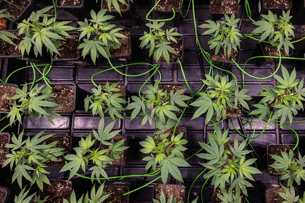 Cannabis plants are grown and harvested at Power BioPharms grow facility in Fort Worth on Thursday, April 25, 2024. Power BioPharms grows and harvests their own cannabis plants and incorporates it into their products such as gummies, flower, and even seltzers and pet treats.