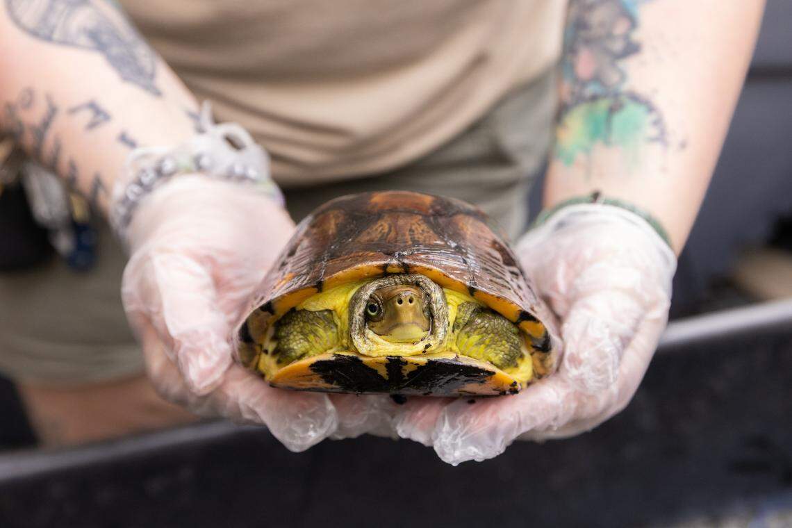 A critically endangered Pan’s Box Turtle was moved indoors from its outdoor habitat at the Fort Worth Zoo on Thursday, Jan. 22. Zookeepers are preparing for the winter storm expected to hit Friday.