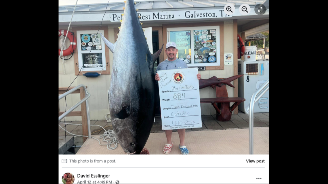 As of April 15, the largest recorded bluefin tuna caught in Texas is 876 pounds. But Esslinger’s catch could set a new record if verified by state officials.
