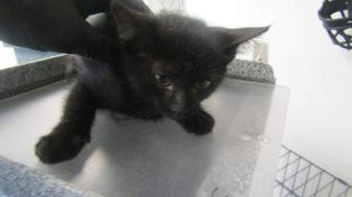 A former employee of the Weatherford Parker County Animal Shelter was sentenced to 40 years in prison on charges of animal cruelty after an investigation into the deaths of 80 kittens over a period of five months, officials said. This kitten named Stan is one of the animals that died in 2023, according to the shelter’s records.