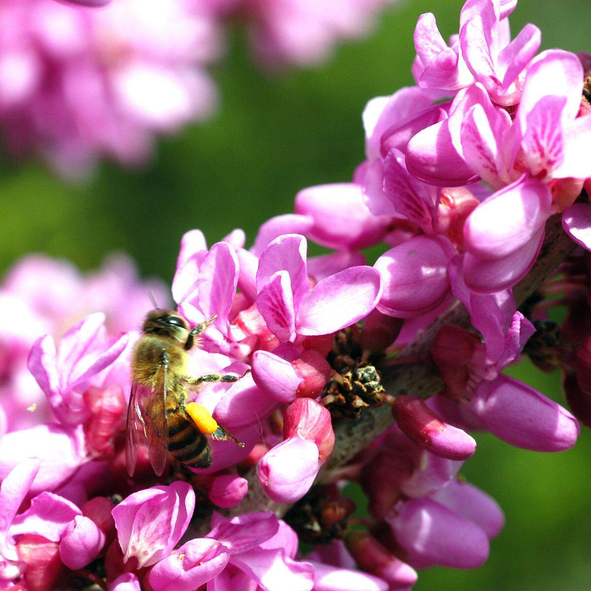 Redbud tree is Cercis canadensis (from Canada).