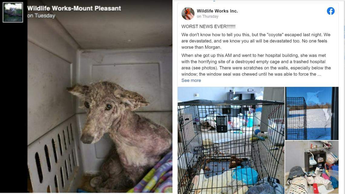 The animal was rescued from freezing cold temperatures earlier in January, but managed to escape Wildlife Works Inc., a nonprofit organization that was attempting to treat it.