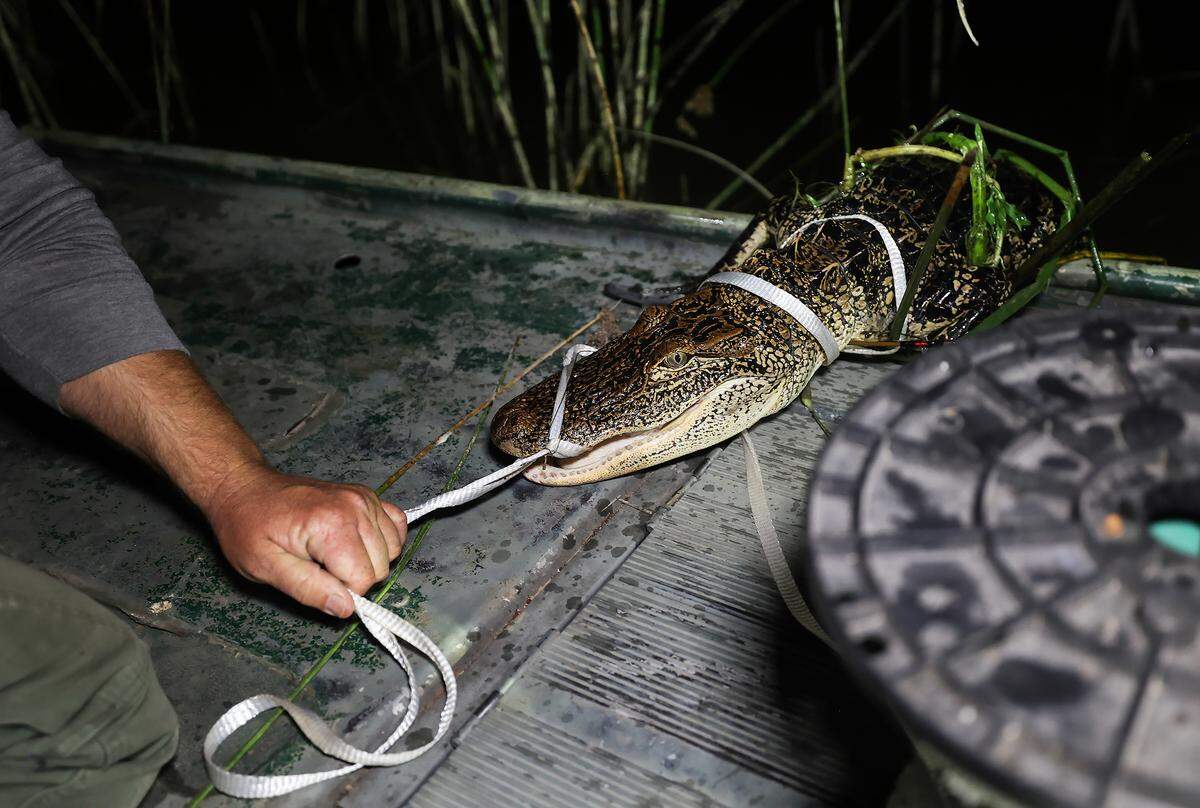 David Reasoner, a natural resource technician at the Fort Worth Nature Center and Refuge, pulls in a five-foot alligator captured in the early morning of Thursday, July 24, 2025.