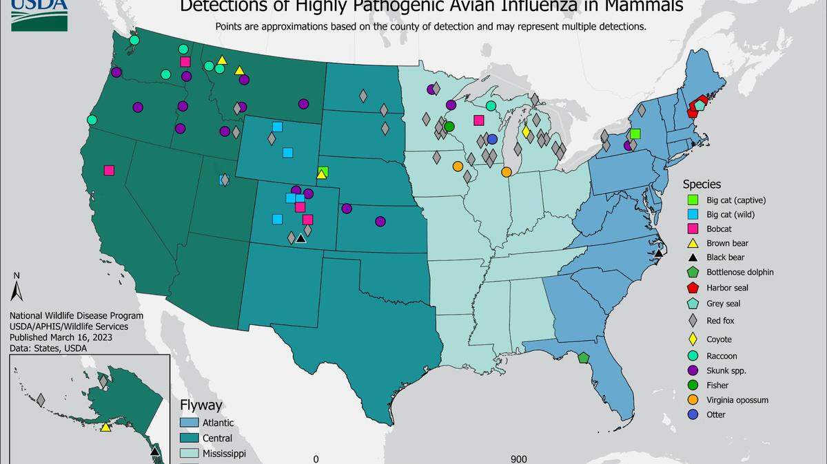 Avian flu has been showing up in a growing list of mammals throughout the country. The first case of bird flu in a Texas mammal was identified recently in Carson County, near Amarillo.