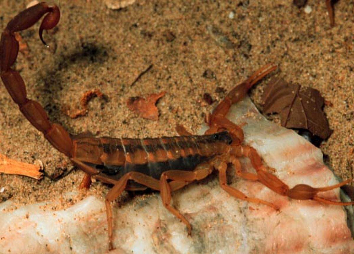 The striped bark scorpion is found throughout Texas.